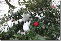 雪の中、ひっそり咲く椿