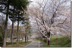 高瀬の桜堤